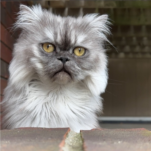 Meet your Posher, Hibz - Picture 1 of 1